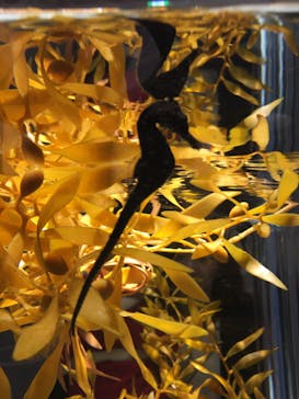 NIFREL（ニフレル）に投稿された画像（2019/12/26）