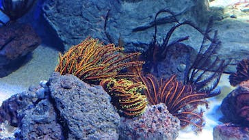 サンシャイン水族館に投稿された画像（2019/12/26）