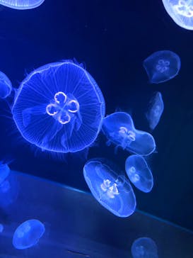 すみだ水族館に投稿された画像（2019/12/26）