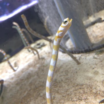 すみだ水族館に投稿された画像（2019/12/26）