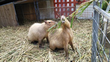 ネオパークオキナワに投稿された画像（2019/12/26）