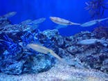 サンシャイン水族館に投稿された画像（2019/12/26）