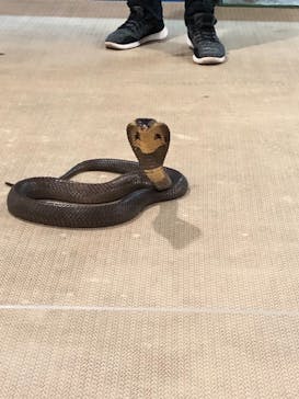 おきなわワールドに投稿された画像（2019/12/27）