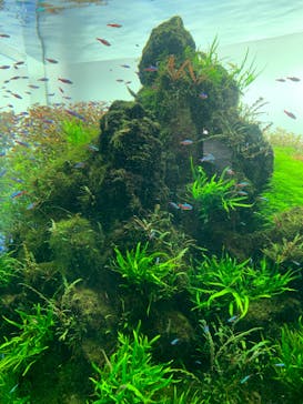 すみだ水族館に投稿された画像（2019/12/27）