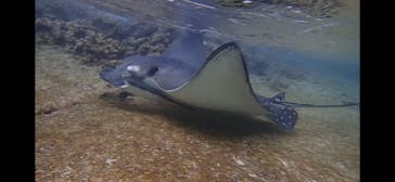 ダイビングショップ Sea Free（シーフリー）に投稿された画像（2019/12/27）