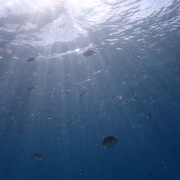 ダイブロックに投稿された画像（2019/12/27）