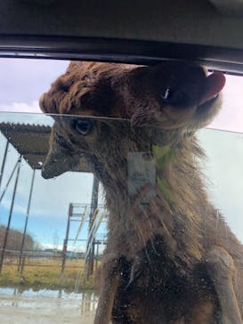 東北サファリパークに投稿された画像（2019/12/28）