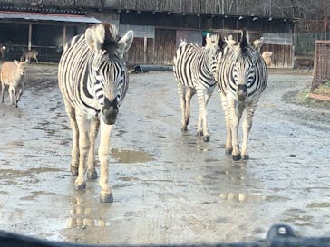 東北サファリパークに投稿された画像（2019/12/28）