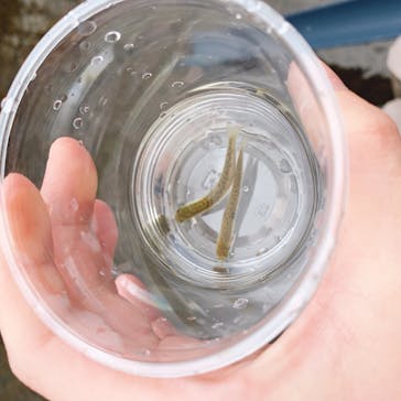 サケのふるさと 千歳水族館に投稿された画像（2019/12/29）