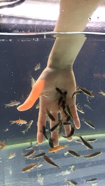 サケのふるさと 千歳水族館に投稿された画像（2019/12/29）