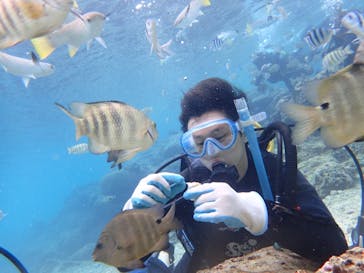 ダイビングショップ Sea Free（シーフリー）に投稿された画像（2019/12/29）