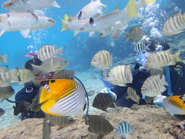 ダイビングショップ Sea Free（シーフリー）に投稿された画像（2019/12/29）