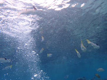 ダイビングショップ Sea Free（シーフリー）に投稿された画像（2019/12/29）