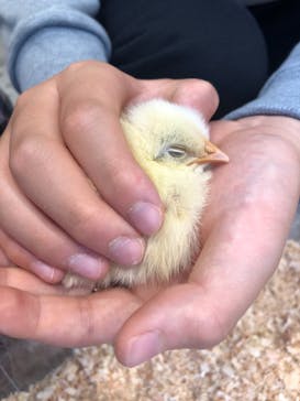 Moff animal cafe MARKIS 福岡ももち店に投稿された画像（2019/12/29）