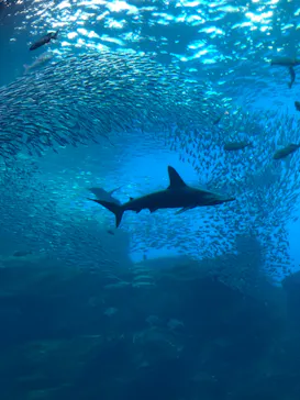 仙台うみの杜水族館に投稿された画像（2019/12/29）