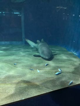 アクアワールド茨城県大洗水族館に投稿された画像（2019/12/29）