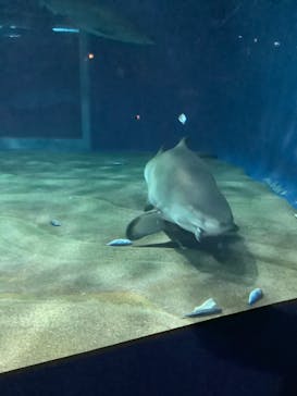 アクアワールド茨城県大洗水族館に投稿された画像（2019/12/29）