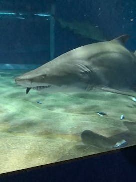 アクアワールド茨城県大洗水族館に投稿された画像（2019/12/29）