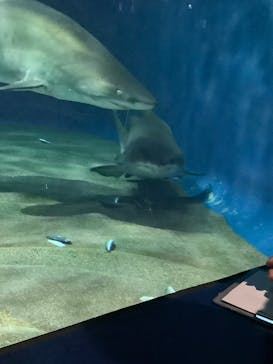 アクアワールド茨城県大洗水族館に投稿された画像（2019/12/29）