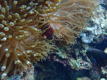 ダイビングショップ Sea Free（シーフリー）に投稿された画像（2019/12/30）