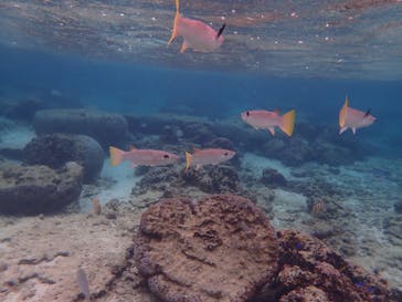 ダイビングショップ Sea Free（シーフリー）に投稿された画像（2019/12/30）