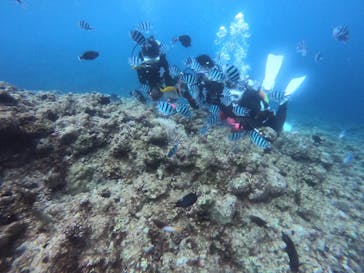 DIVING-SHOP SUNSに投稿された画像（2019/12/30）