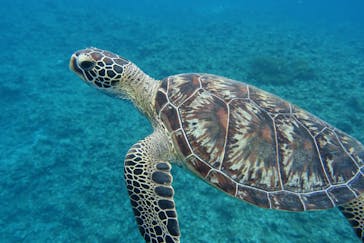 初心者専門店NEOMARINE石垣島に投稿された画像（2019/12/30）