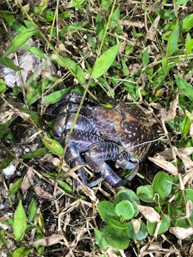 石垣島 ADVENTURE PiPi（イシガキジマアドベンチャーピピ）に投稿された画像（2019/12/30）