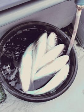 釣り船 進丸に投稿された画像（2020/1/1）