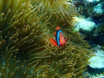 スマイルフィッシュ ダイビングサービスに投稿された画像（2020/1/1）