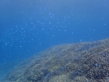 スマイルフィッシュ ダイビングサービスに投稿された画像（2020/1/1）