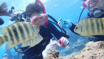 ダイビングショップ Sea Free（シーフリー）に投稿された画像（2020/1/1）