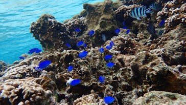 ダイビングショップ Sea Free（シーフリー）に投稿された画像（2020/1/2）