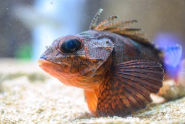 串本海中公園水族館に投稿された画像（2020/1/2）