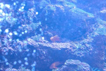 串本海中公園水族館に投稿された画像（2020/1/2）