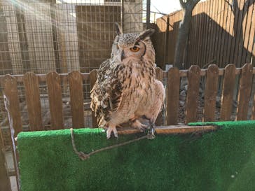 しろとり動物園に投稿された画像（2020/1/2）