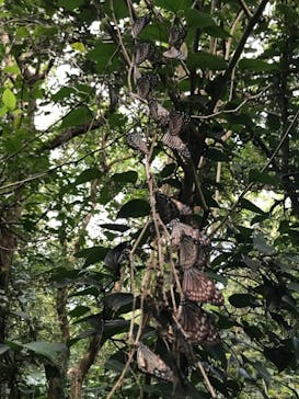 奄美ナイトツアーサービスに投稿された画像（2020/1/2）