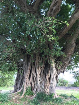 奄美ナイトツアーサービスに投稿された画像（2020/1/2）