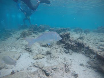 武藤潜水に投稿された画像（2020/1/2）