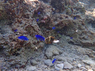 ダイビングショップ Sea Free（シーフリー）に投稿された画像（2020/1/3）