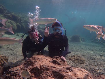 ダイビングショップ Sea Free（シーフリー）に投稿された画像（2020/1/3）