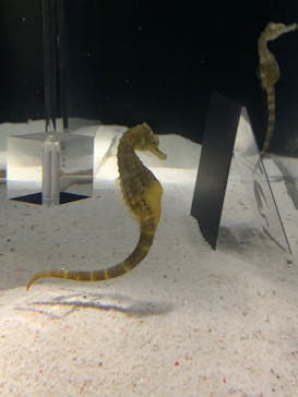 NIFREL（ニフレル）に投稿された画像（2020/1/3）