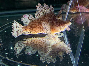 NIFREL（ニフレル）に投稿された画像（2020/1/3）