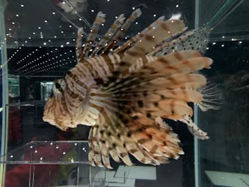 NIFREL（ニフレル）に投稿された画像（2020/1/3）