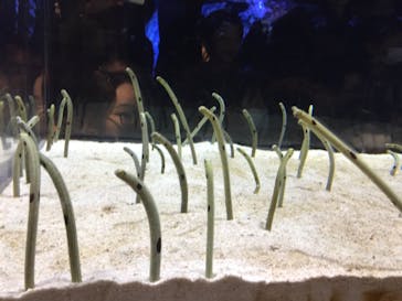 すみだ水族館に投稿された画像（2020/1/3）