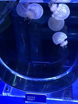 すみだ水族館に投稿された画像（2020/1/3）