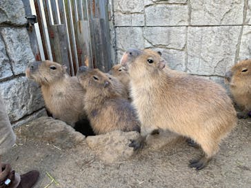 伊豆シャボテン動物公園に投稿された画像（2020/1/4）