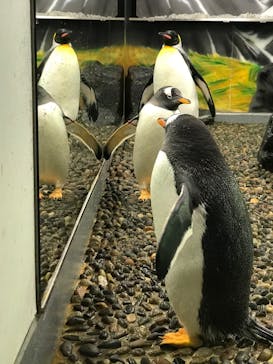 越前松島水族館に投稿された画像（2020/1/4）