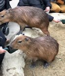 神戸どうぶつ王国に投稿された画像（2020/1/4）