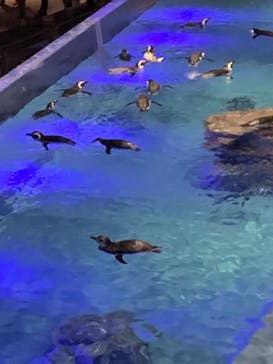 すみだ水族館に投稿された画像（2020/1/4）